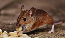 24 Hour & Emergency Exterminators in Willow City, ND